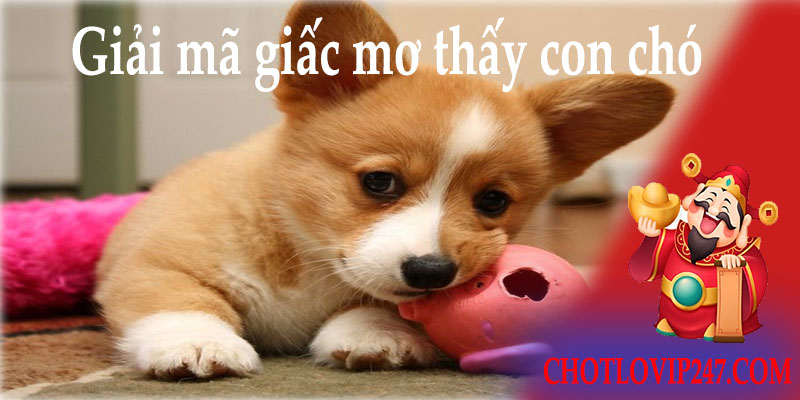 Giải mã giấc mơ thấy con chó