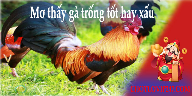 Mơ thấy gà trống tốt hay xấu