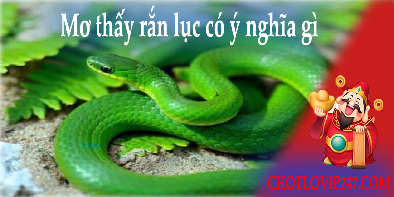 Mơ thấy rắn lục có ý nghĩa gì