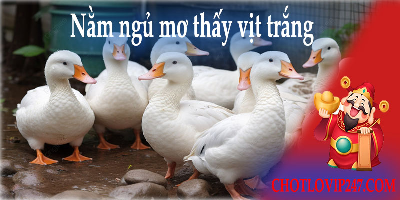 Nằm ngủ mơ thấy vịt trắng