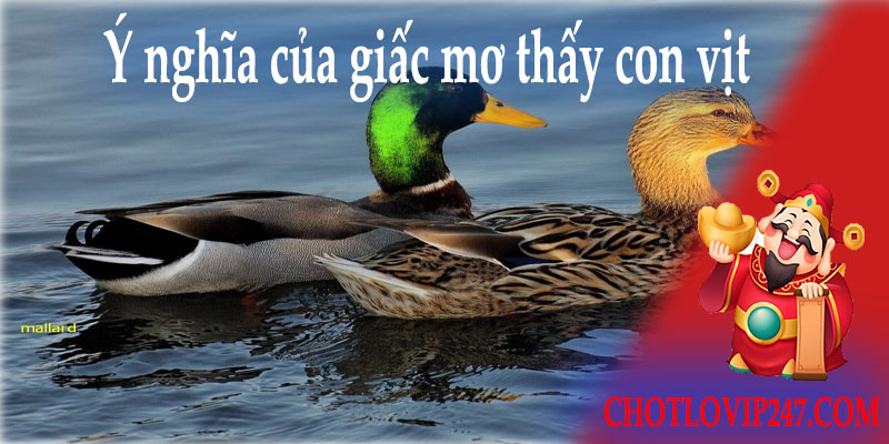 Ý nghĩa của giấc mơ thấy con vịt