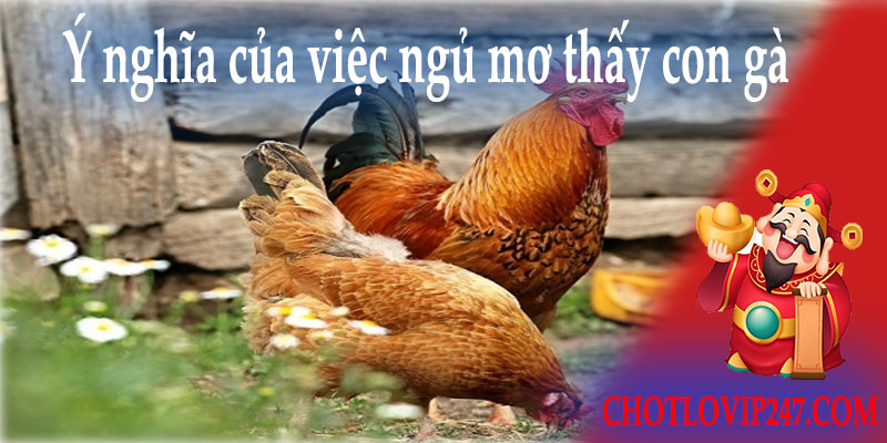 Ý nghĩa của việc ngủ mơ thấy con gà